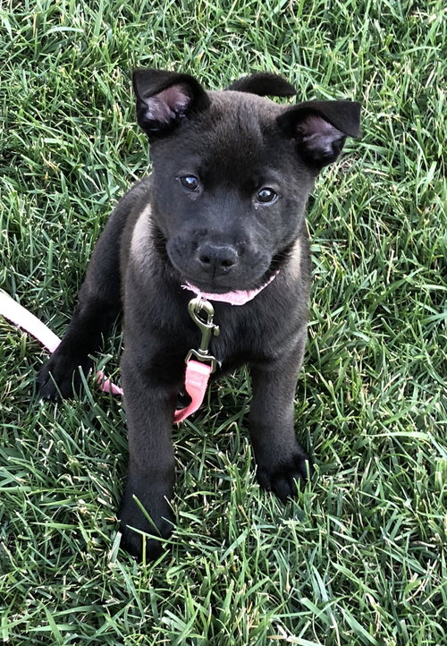 Coco