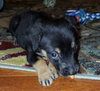 Brandy