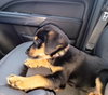 Brandy