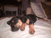 Brandy