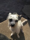 Mitzie