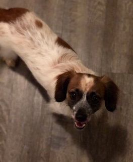 Toby