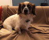 Toby