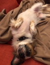 Toby