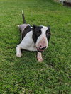 Sherman
