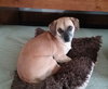 Lola Lu