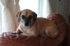 Lola Lu