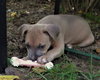 Dingo Jones