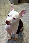 Corky