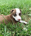 Willow