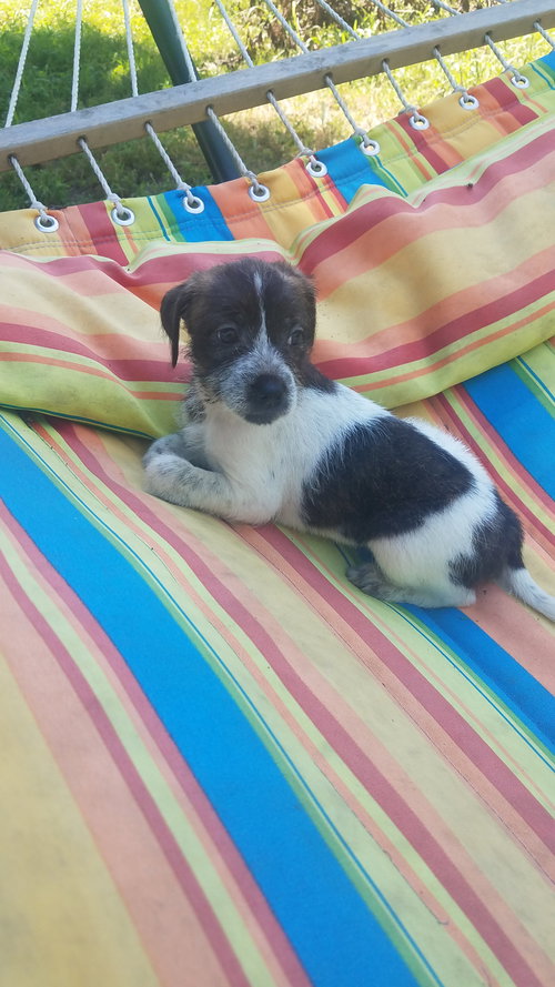 Tequila