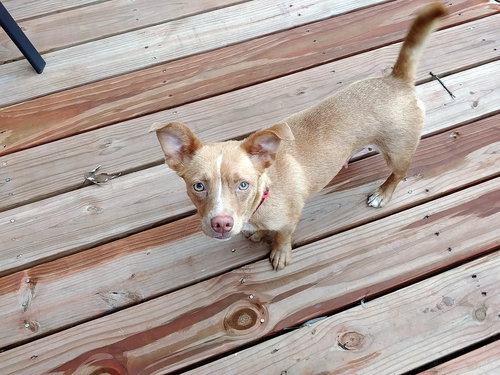 Lila