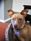 Lila