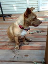 Lila