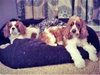 Oakley & Wilson
