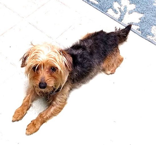 Timmy