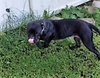 VooDoo