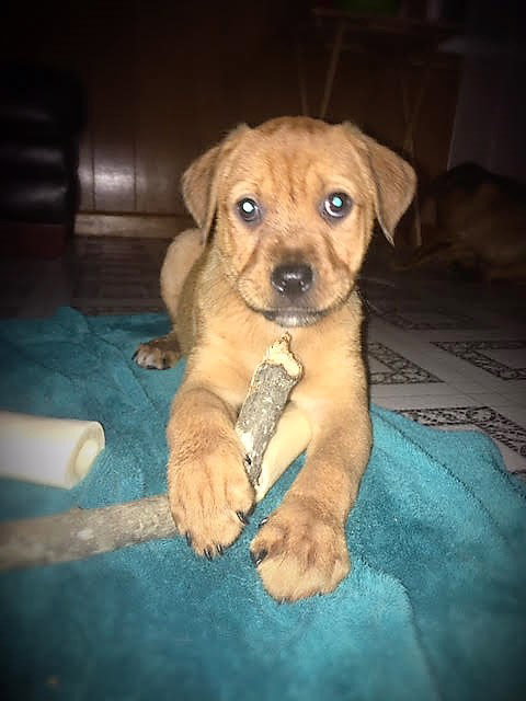 Treat
