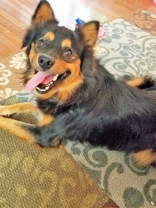 Ozzie