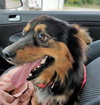 Ozzie