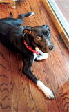 Lulu