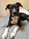 Lulu