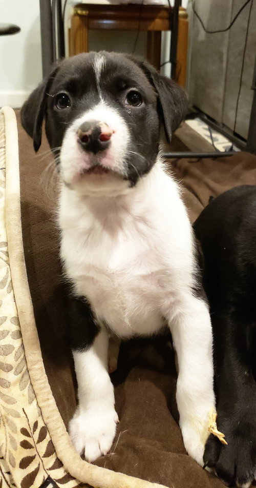 Draco