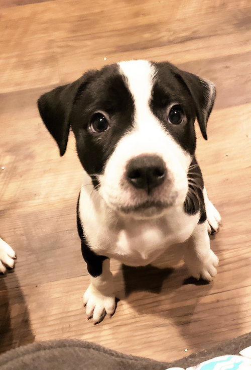 Bella