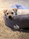 Casper