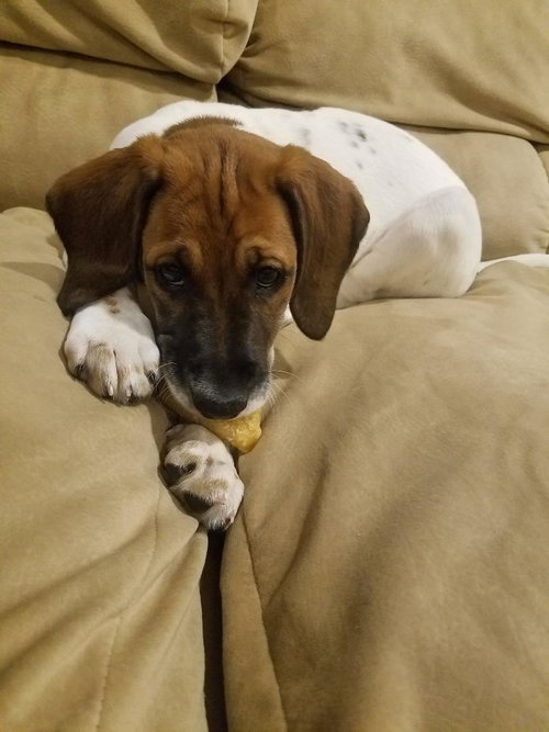 Aggie