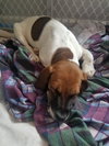 Aggie