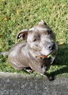 Trixie