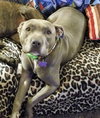 Trixie