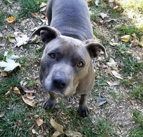 Trixie