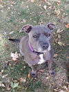 Trixie