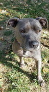 Trixie