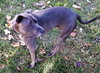 Trixie