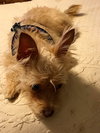 Dracina