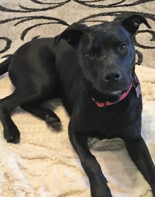 Nova