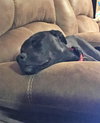 Nova