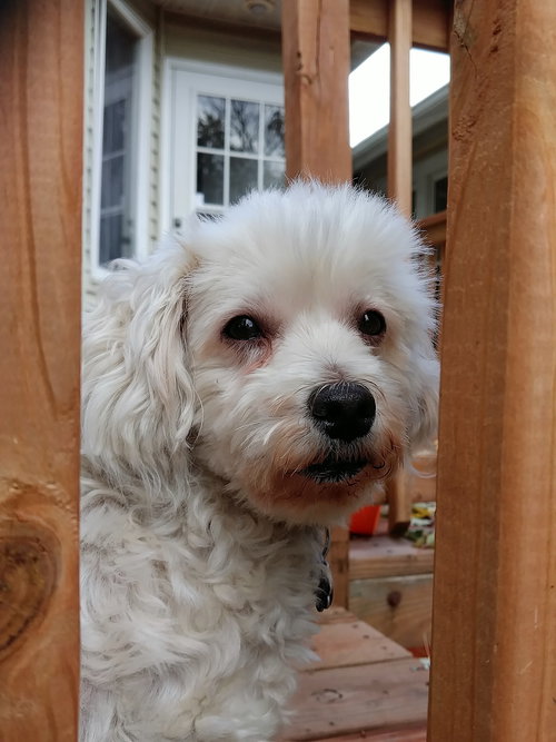 Bella