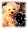Rosie