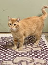 Mason (Courtesy Post)