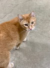 Mason (Courtesy Post)