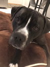 Ollie
