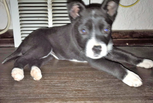 Jovie