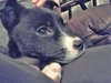 Jovie