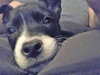Jovie