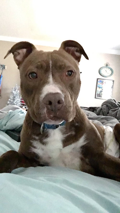 Ruger