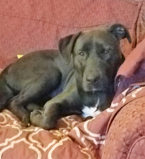 Layla